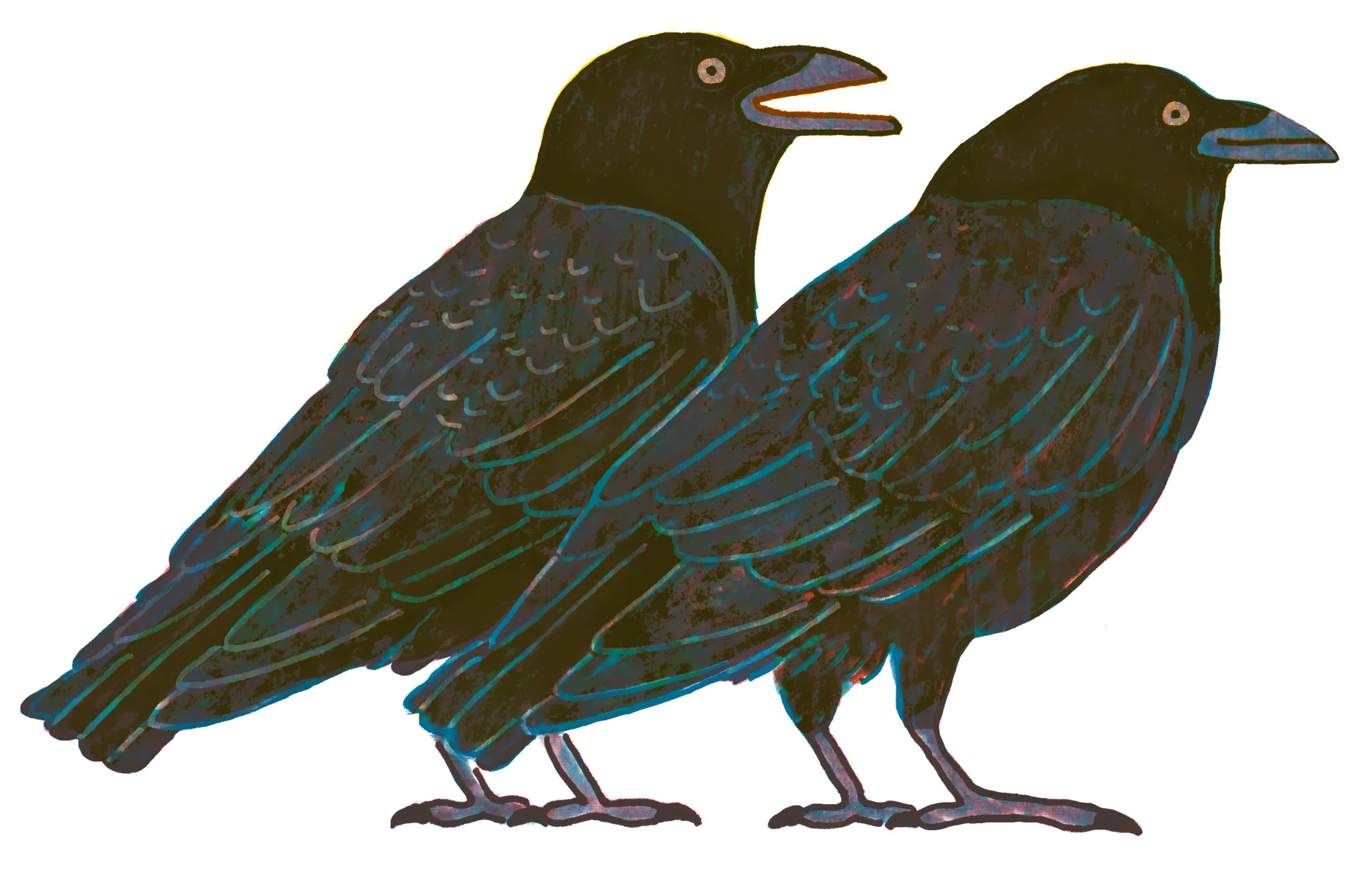 American Crow