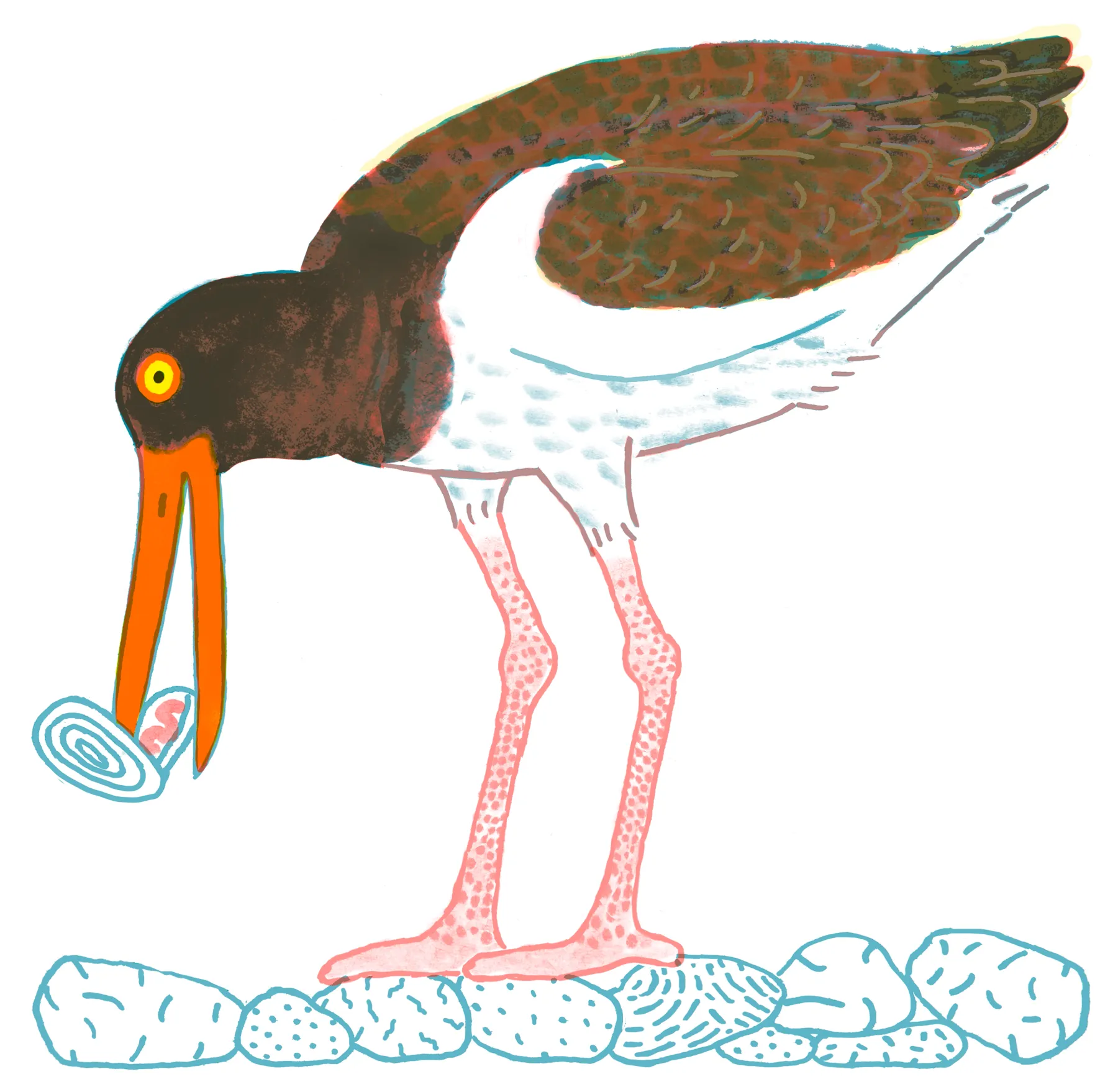 American Oystercatcher