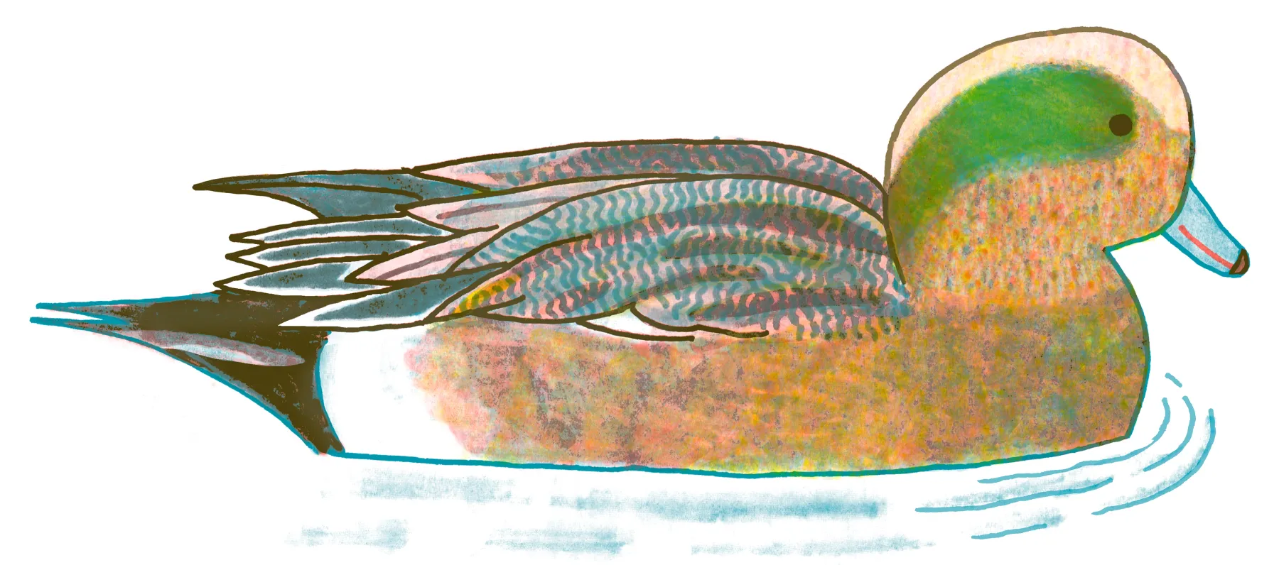 American Wigeon