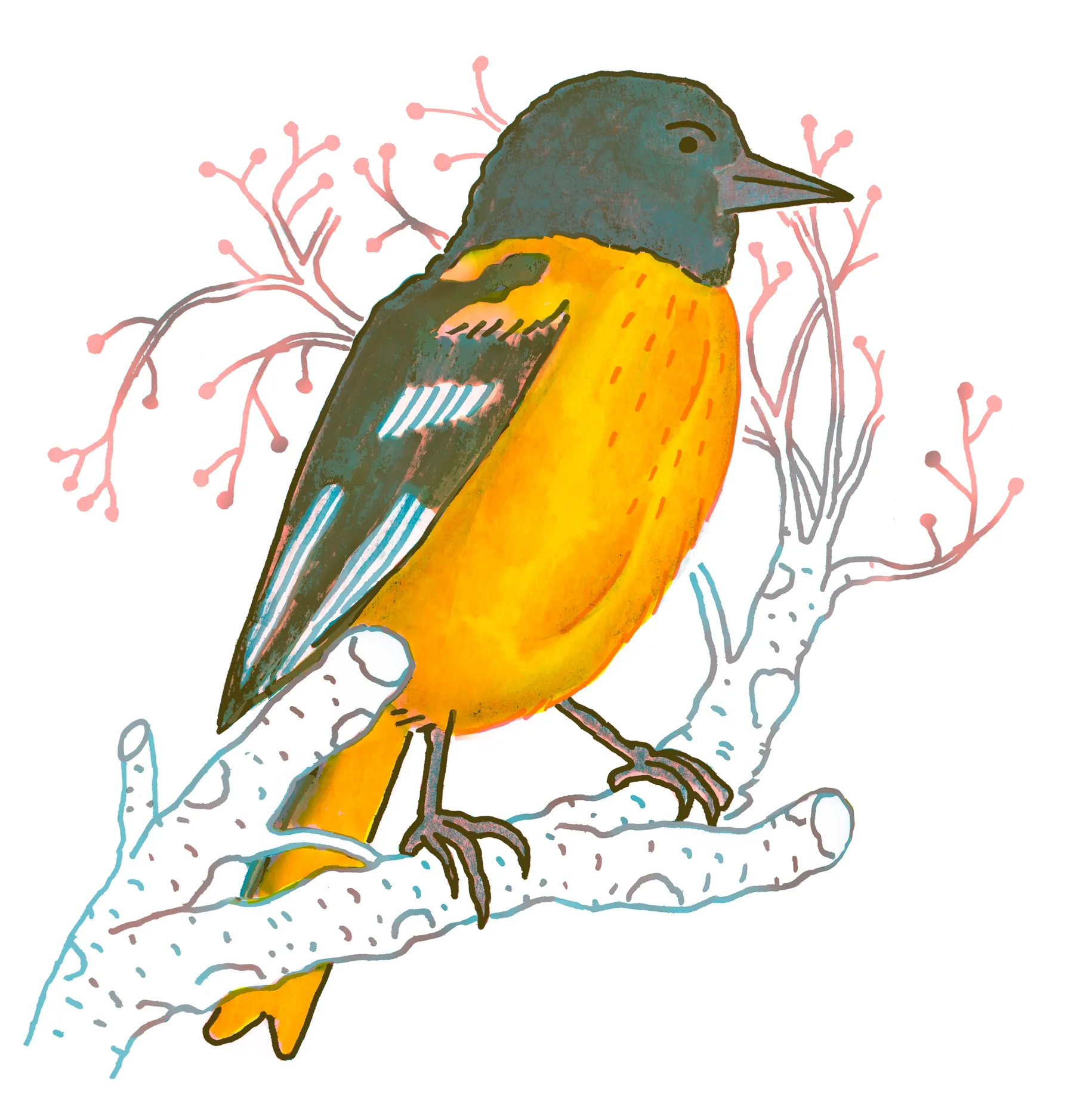 Baltimore Oriole