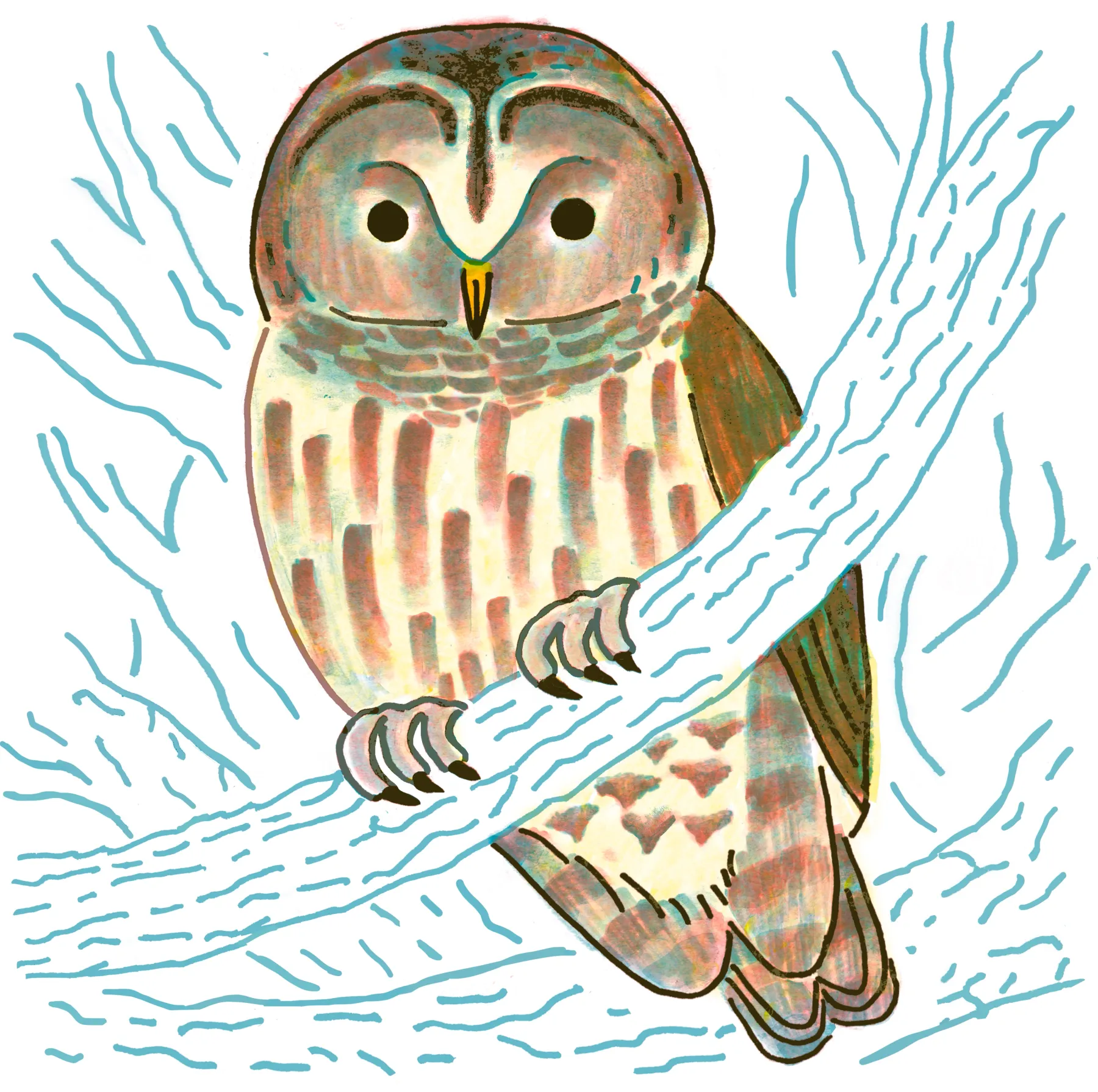 Barred Owl