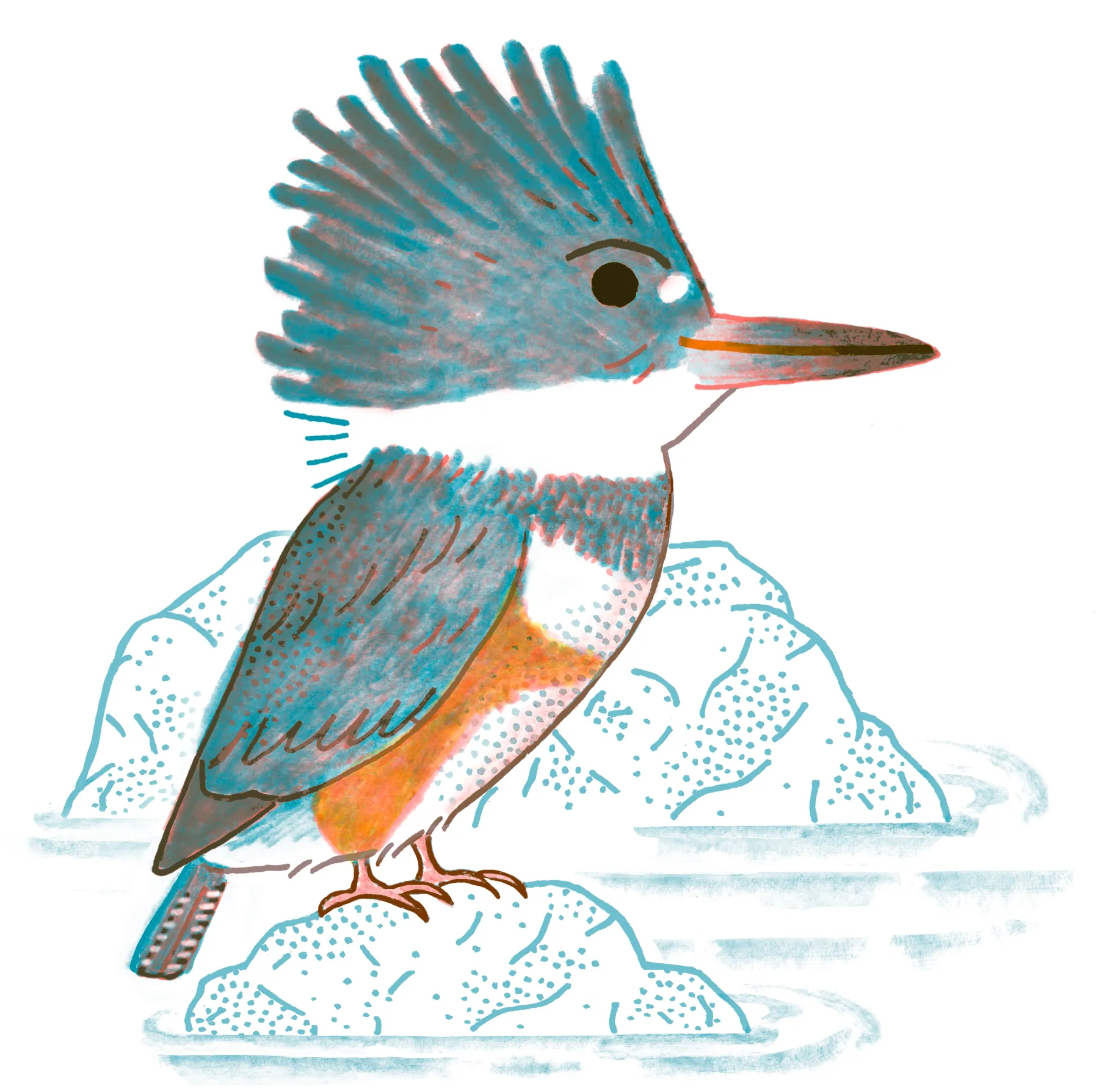 Belted Kingfisher