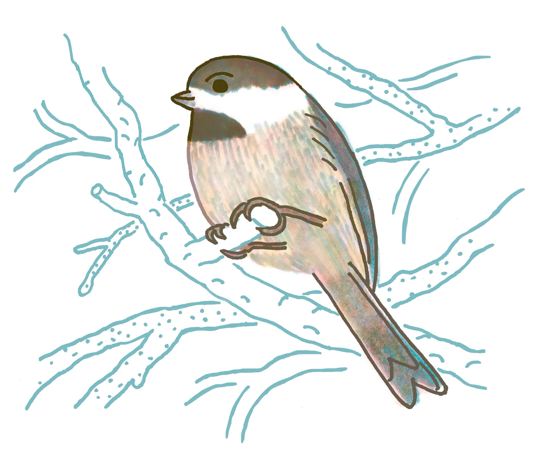Black-capped Chickadee