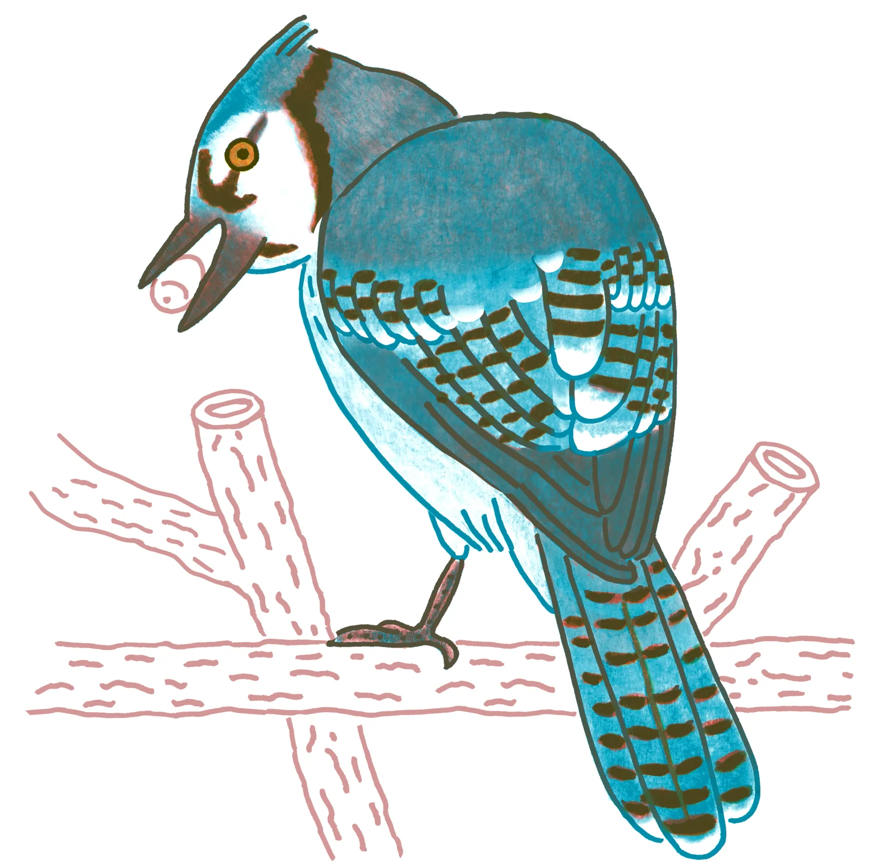 Blue Jay