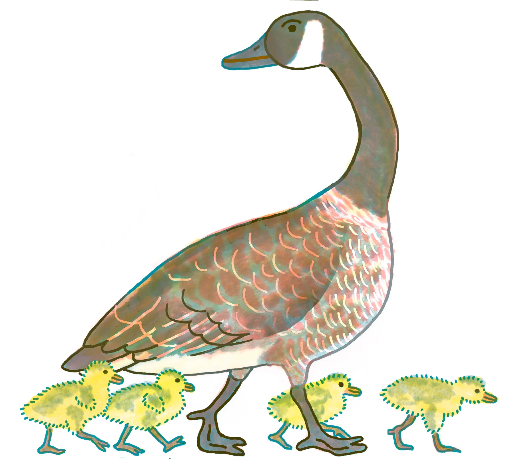 Canada Goose