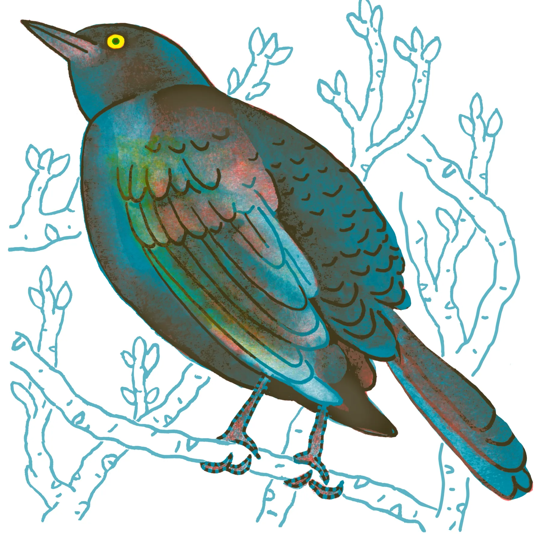 Common Grackle