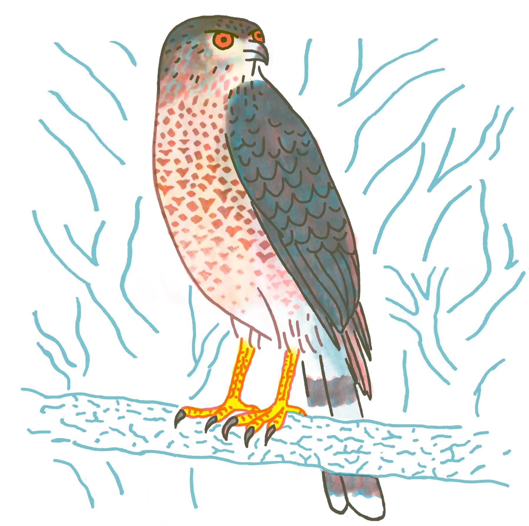 Cooper's Hawk