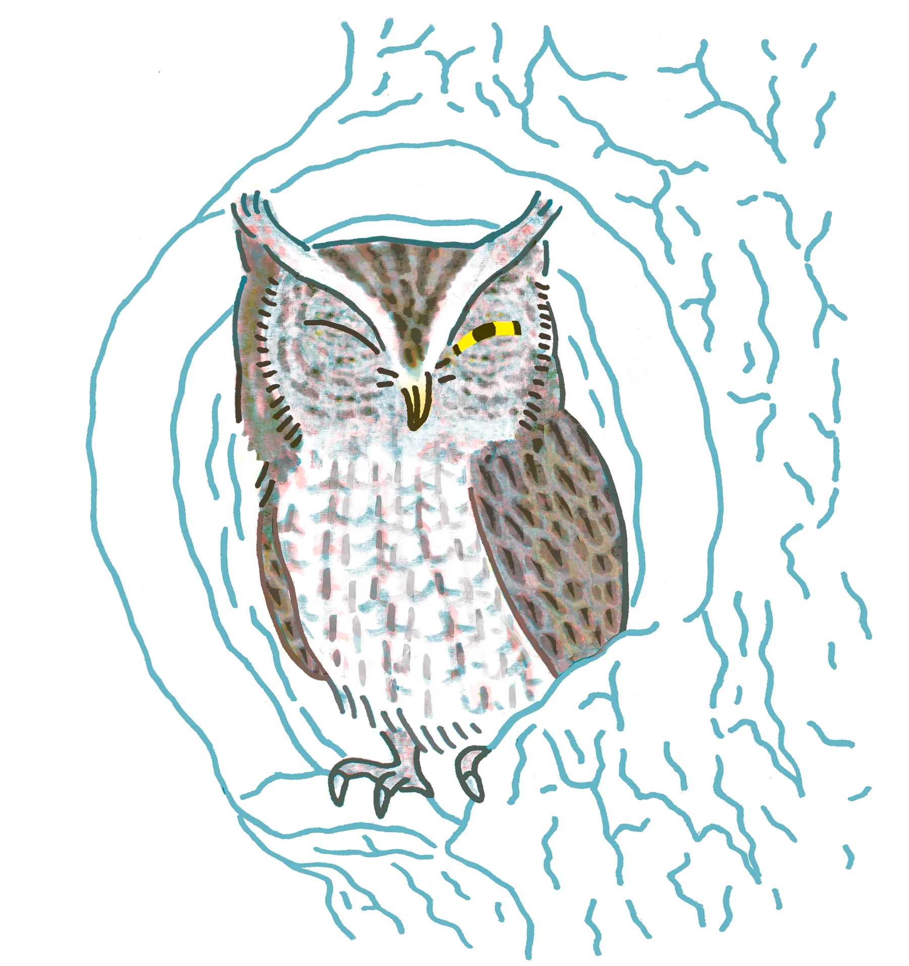 Eastern Screech Owl