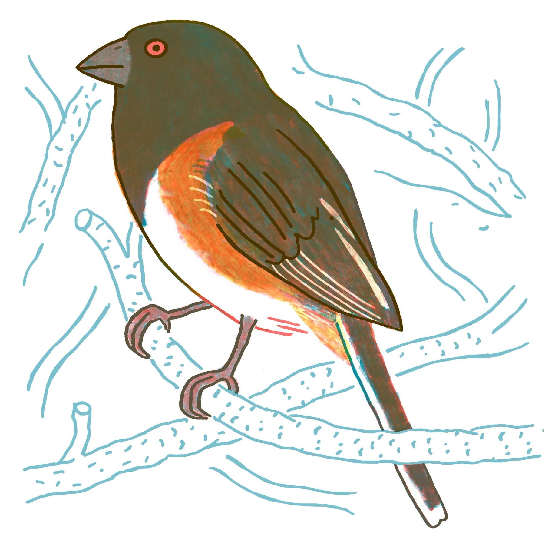 Eastern Towhee