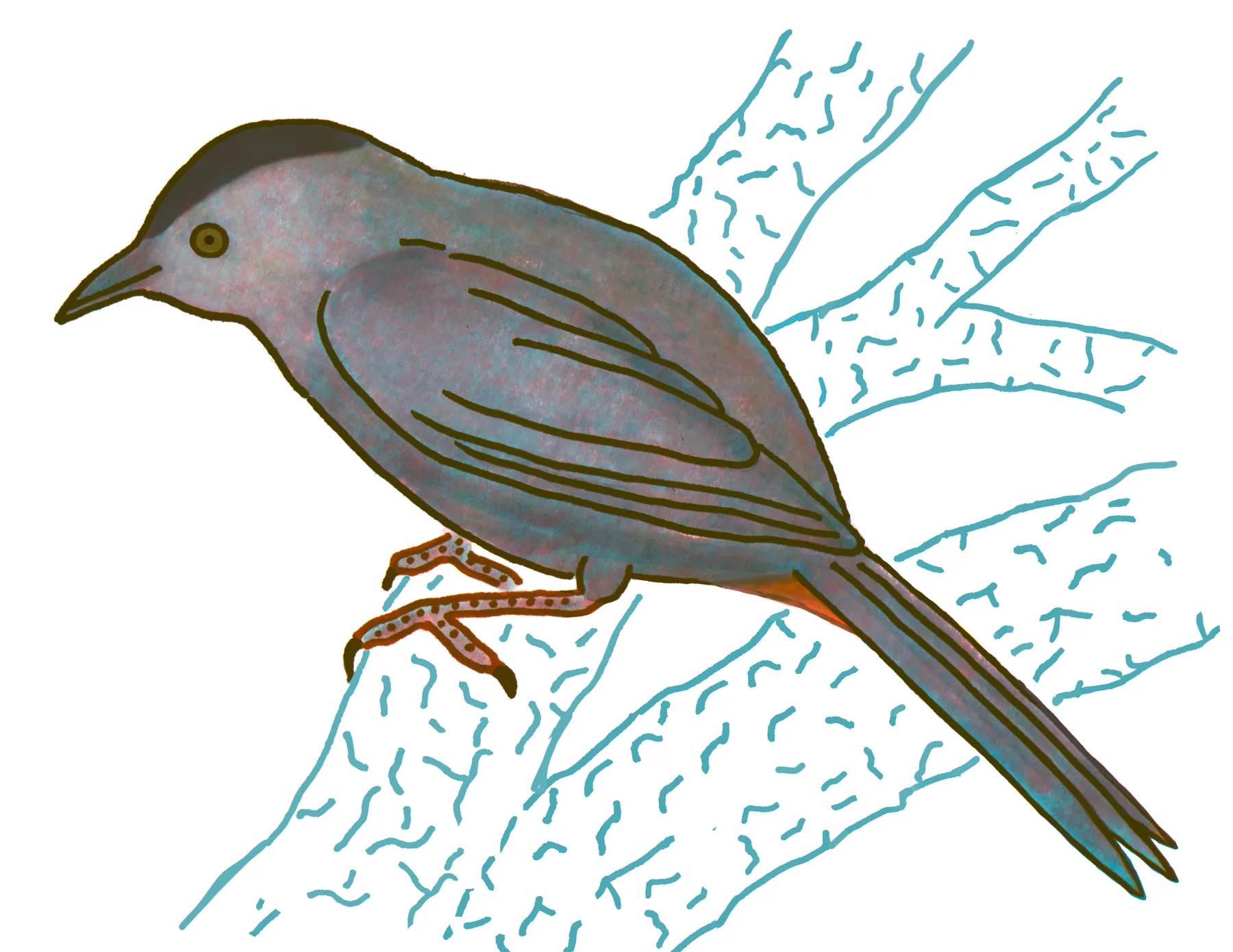 Gray Catbird