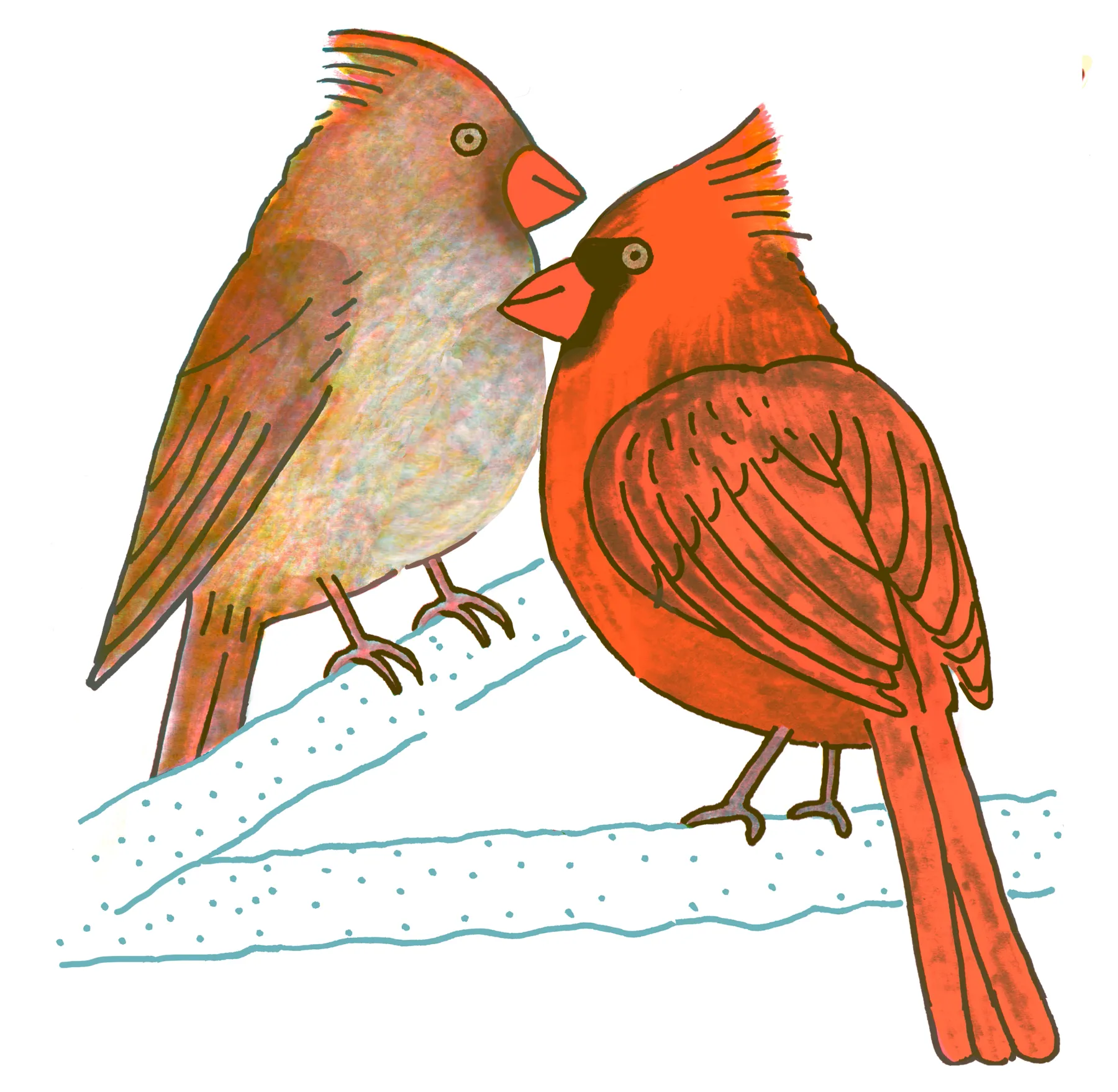 Northern Cardinal