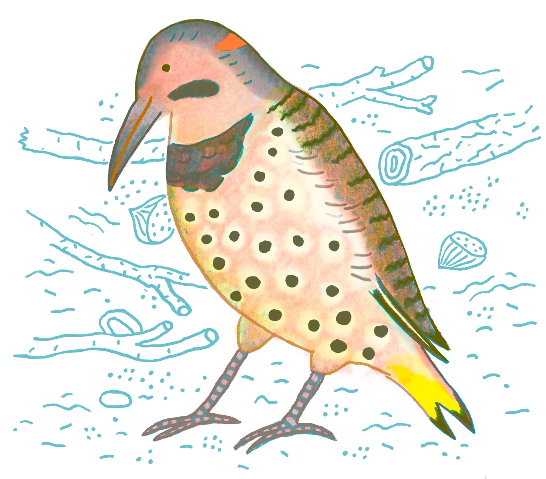 Northern Flicker