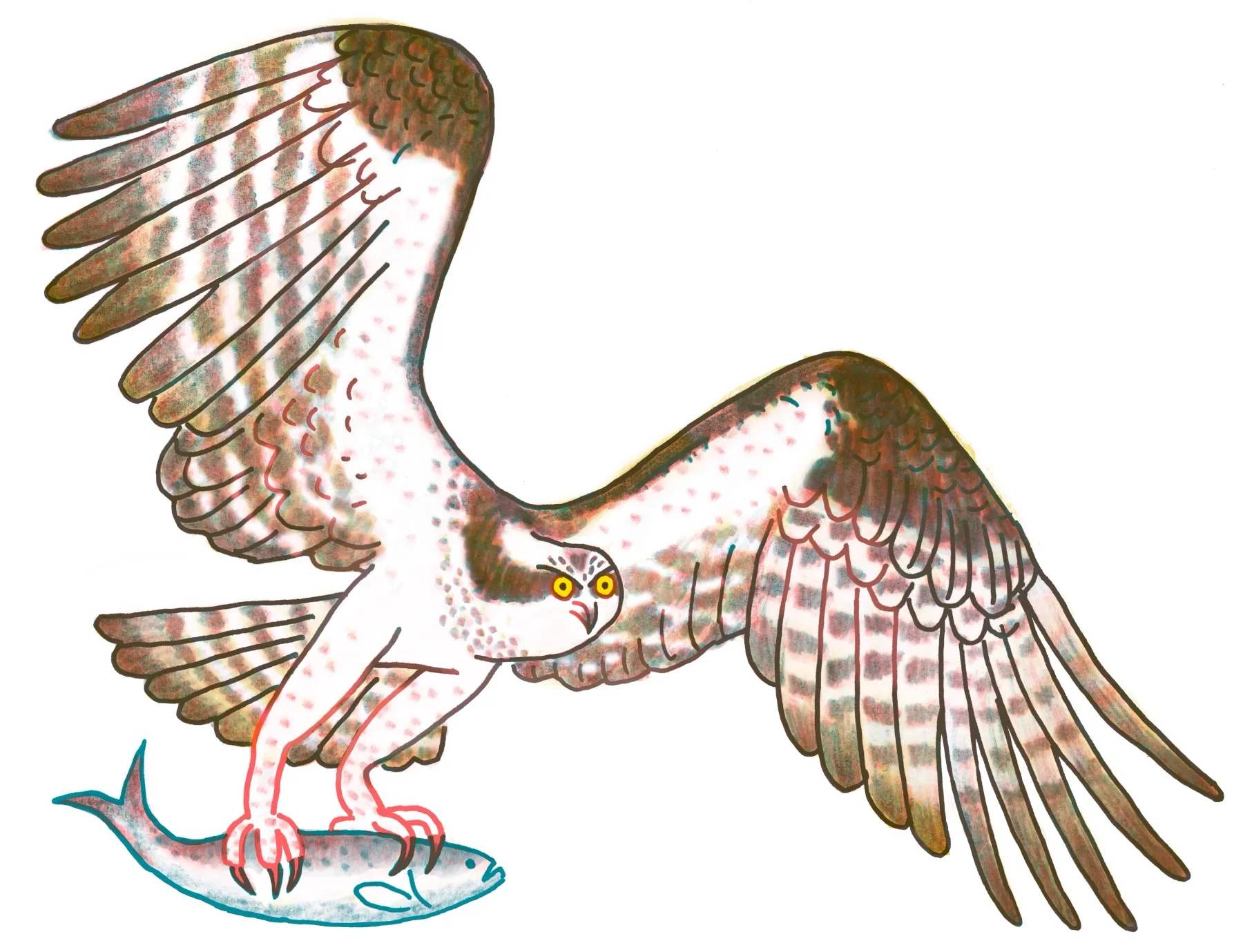 Osprey