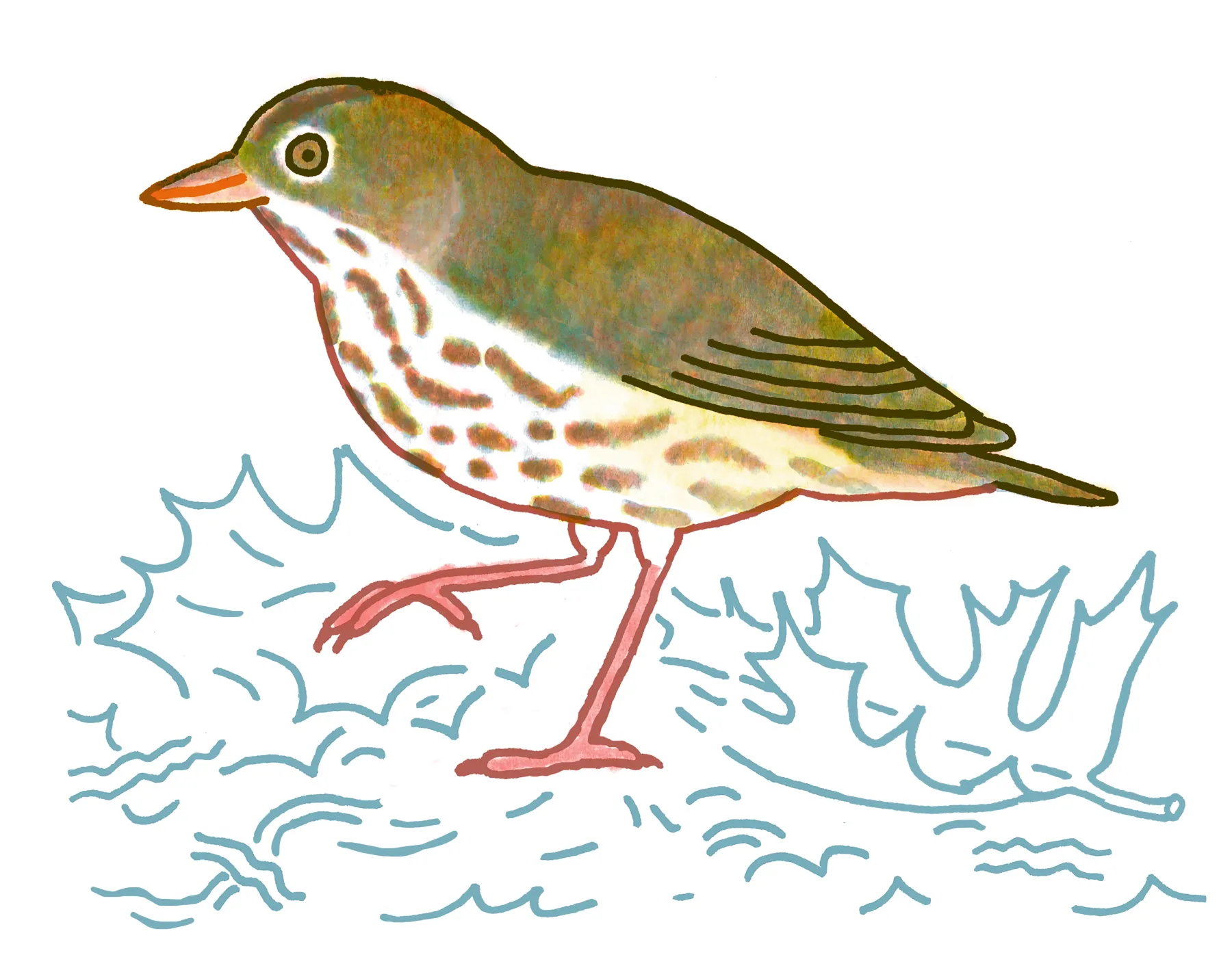 Ovenbird