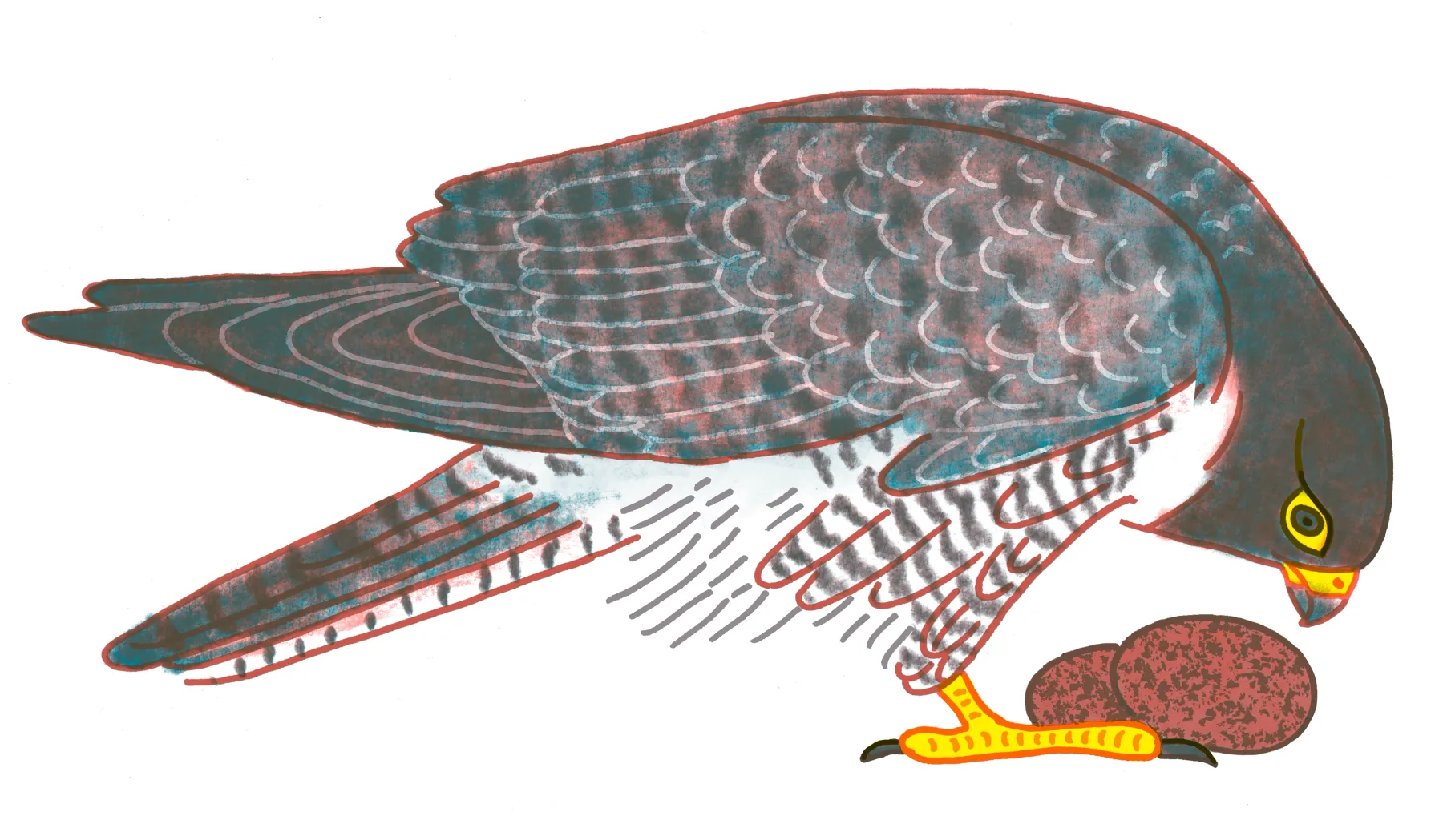 Peregrine Falcon