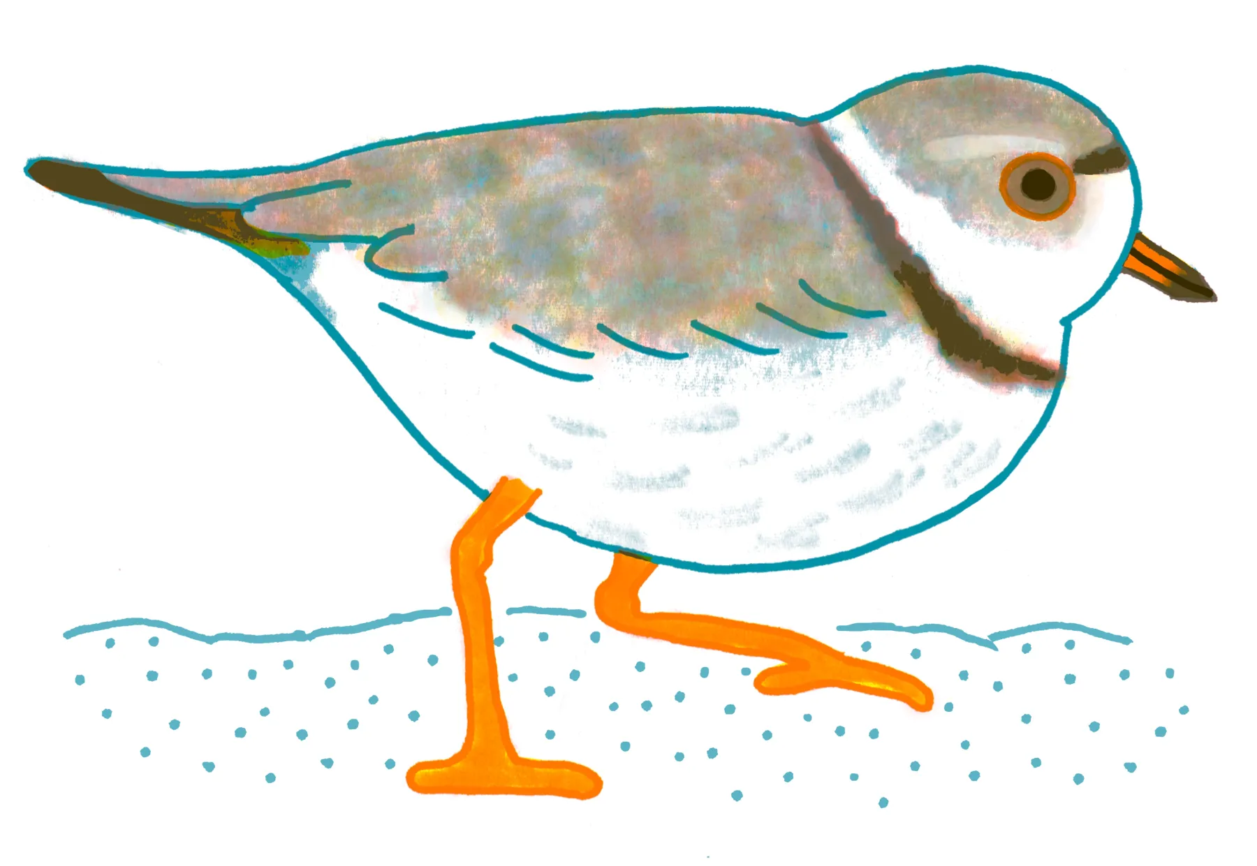 Piping Plover
