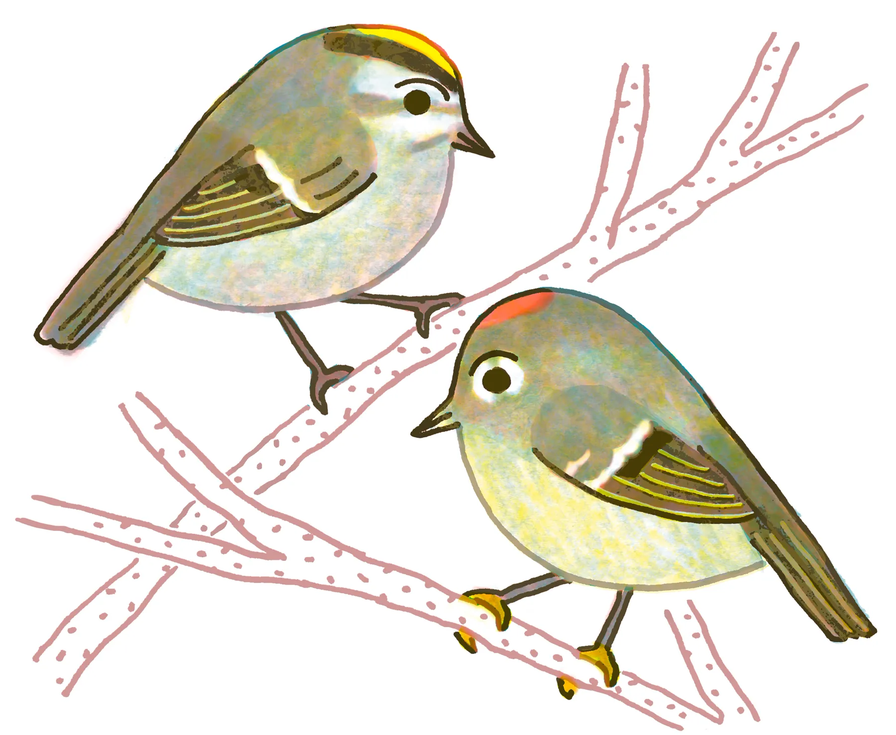 Ruby-crowned Kinglet