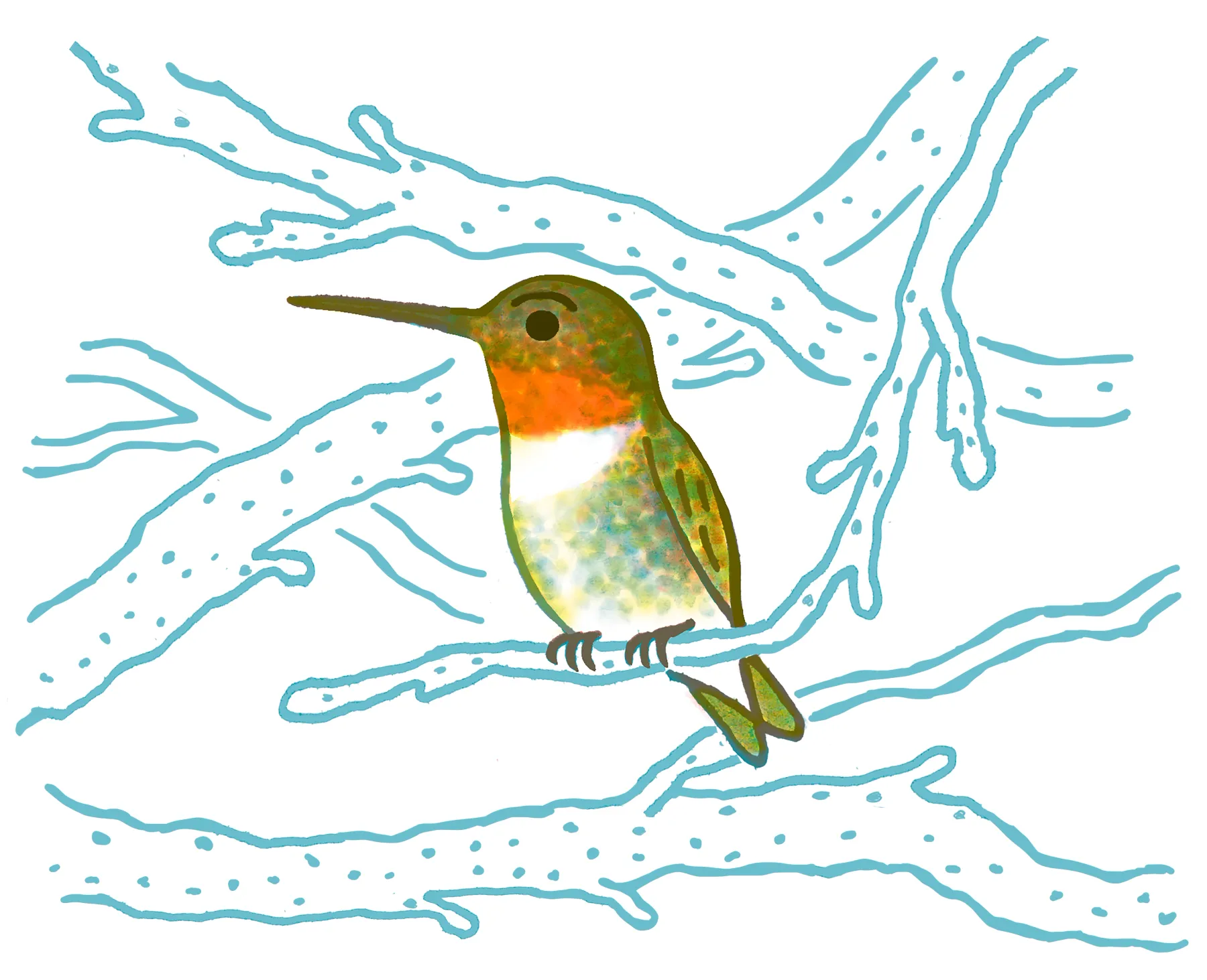 Ruby-throated Hummingbird