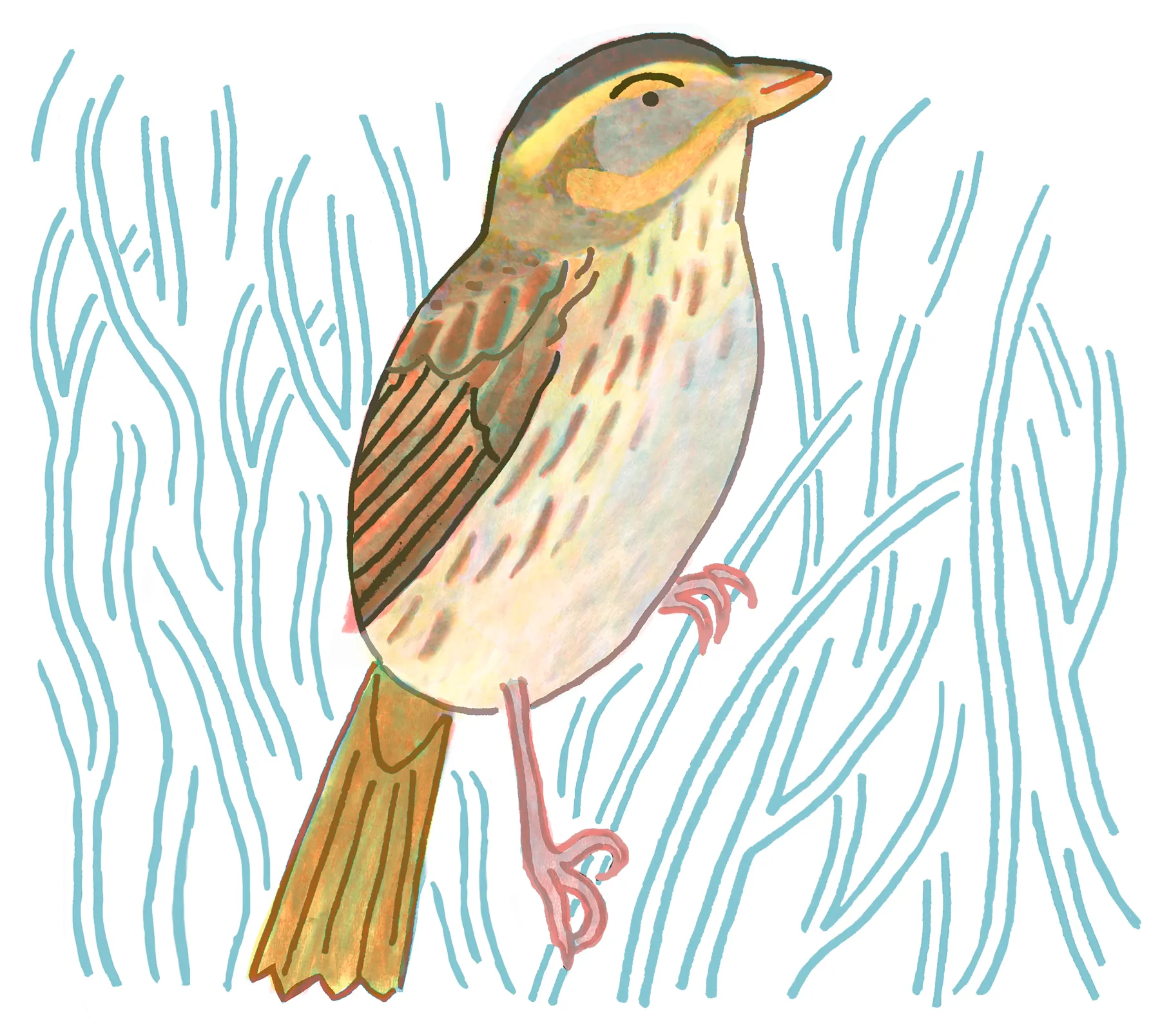 Saltmarsh Sparrow