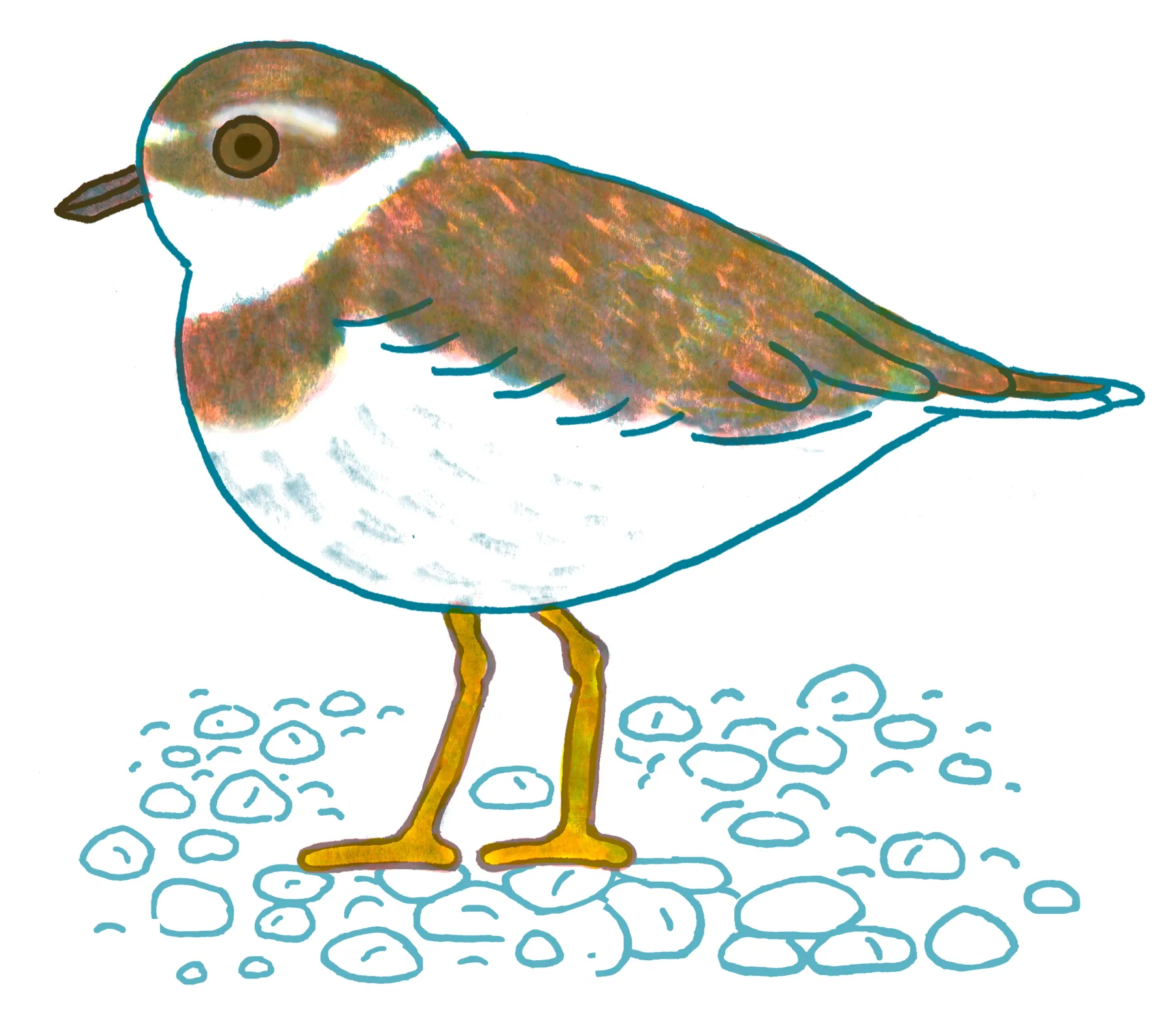 Semipalmated Plover