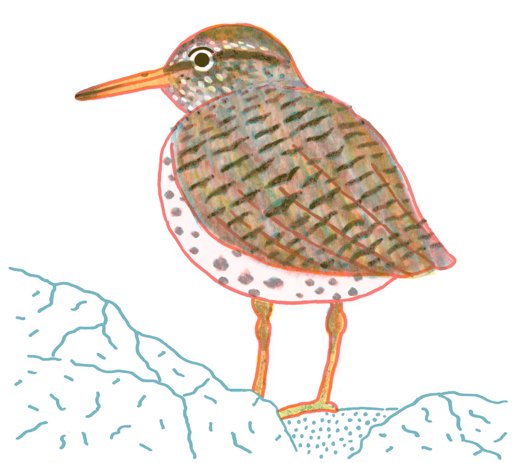 Spotted Sandpiper