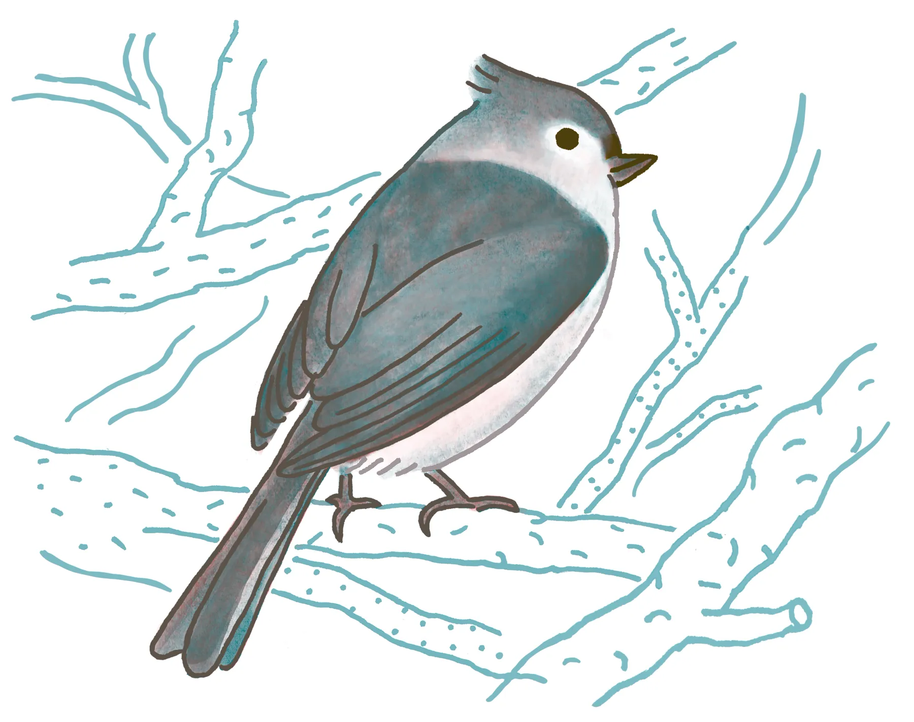 Tufted Titmouse