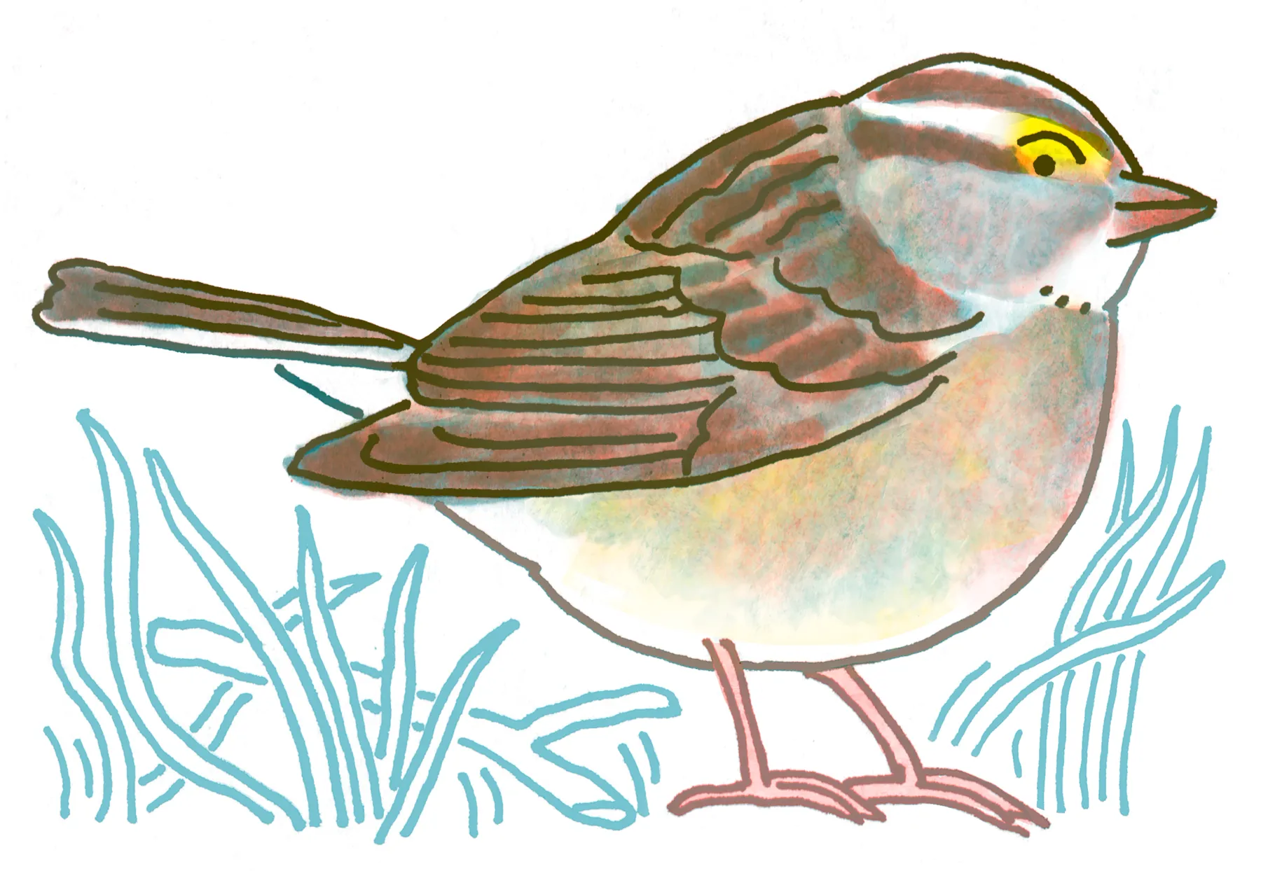 White-throated Sparrow