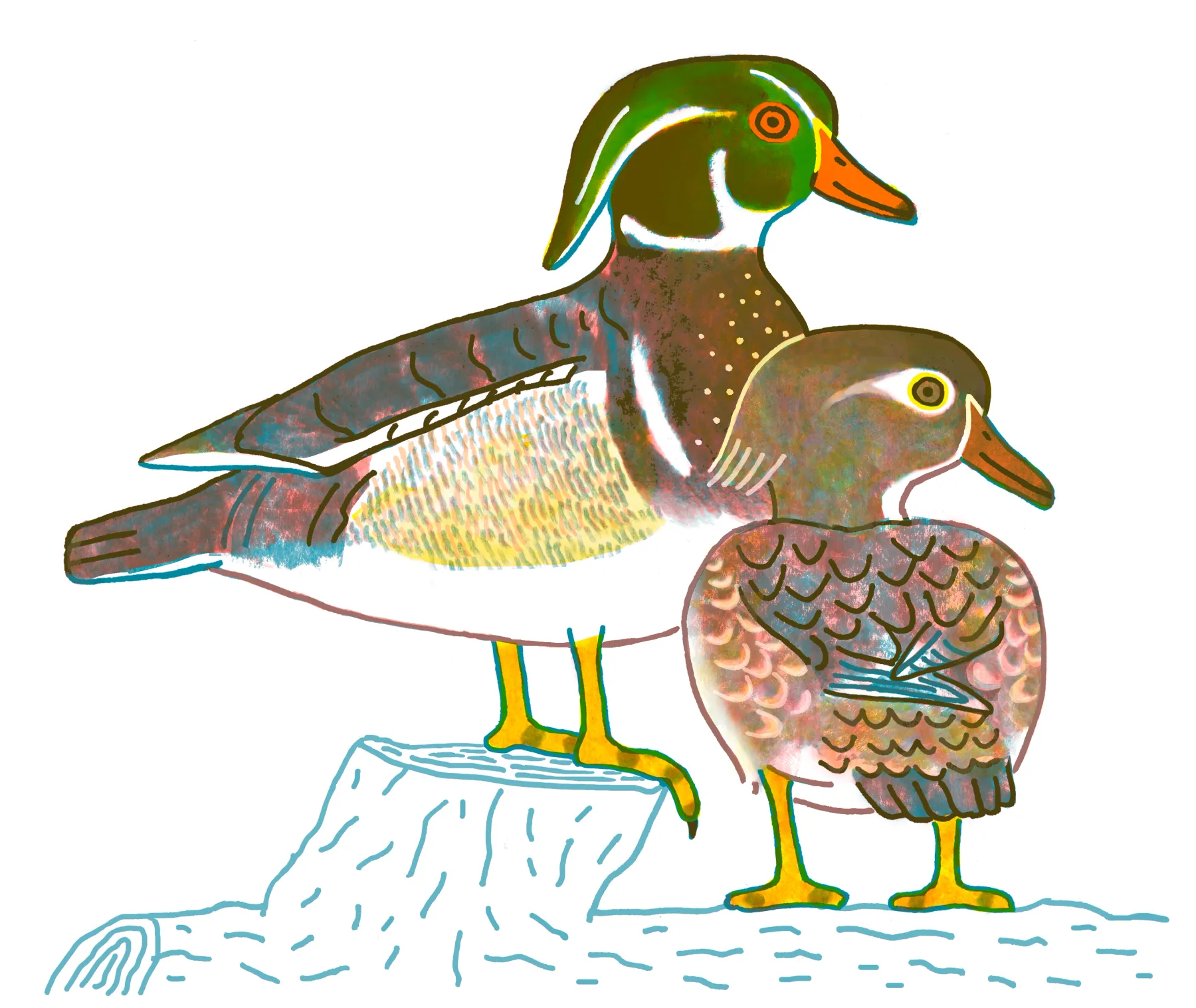 Wood Duck