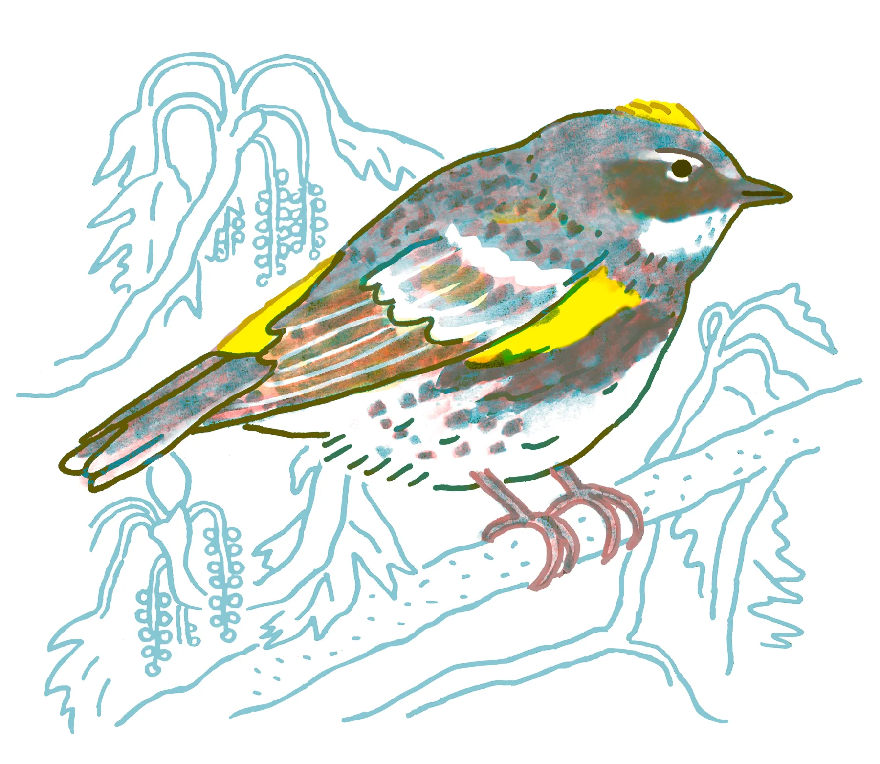 Yellow-rumped Warbler