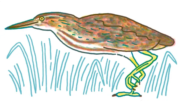 American Bittern