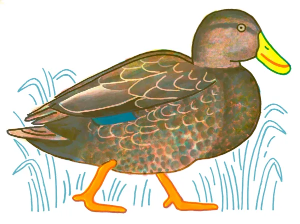 American Black Duck