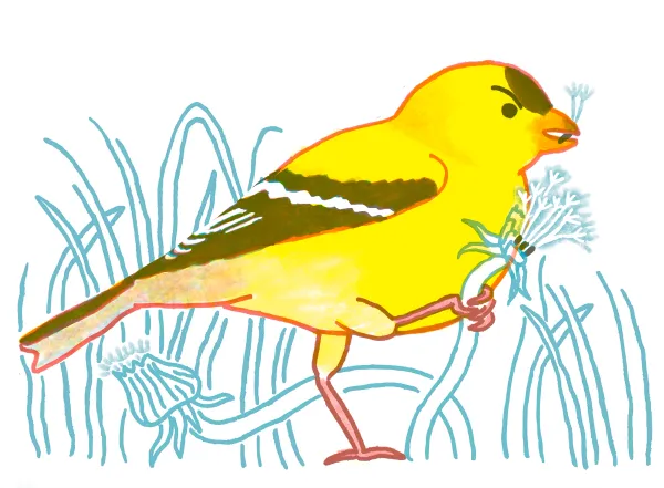 American Goldfinch