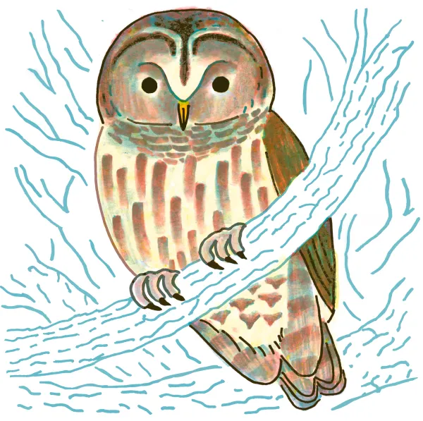Barred Owl