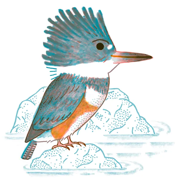Belted Kingfisher