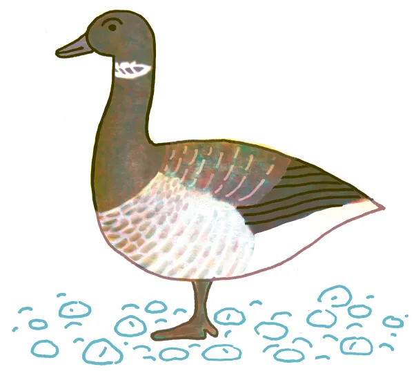 Brant