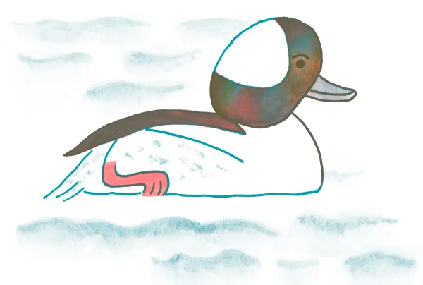 Bufflehead