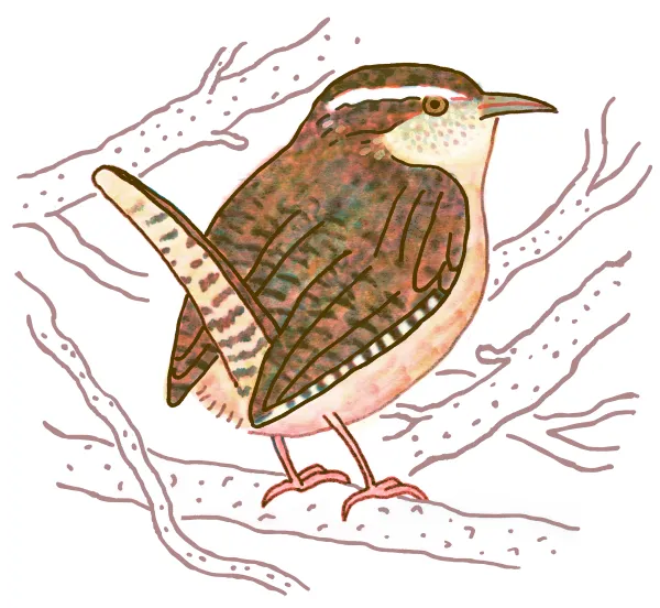 Carolina Wren