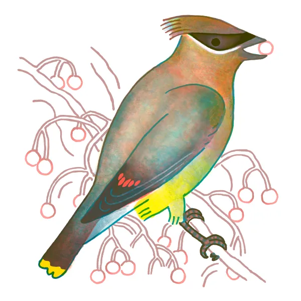 Cedar Waxwing