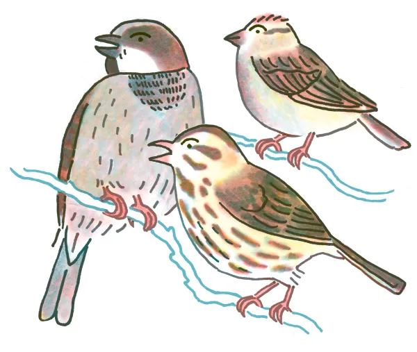 Chipping Sparrow