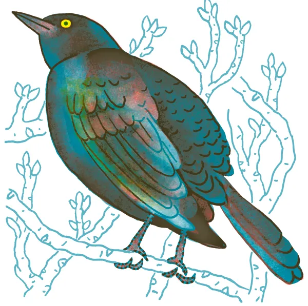 Common Grackle