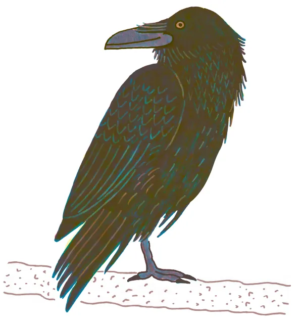 Common Raven