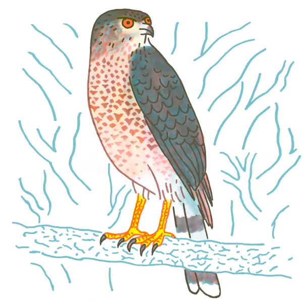 Cooper's Hawk