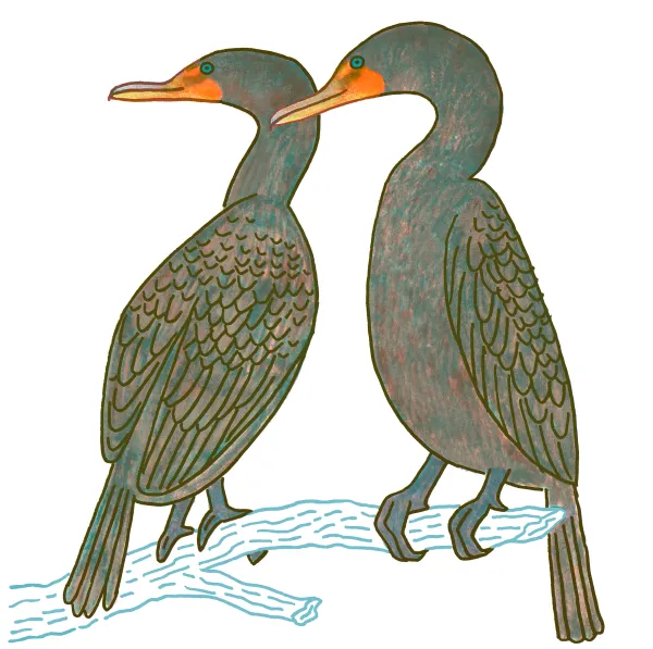 Double-crested Cormorant