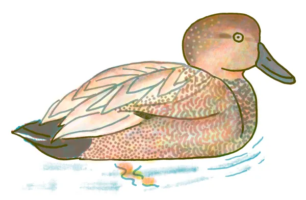 Gadwall