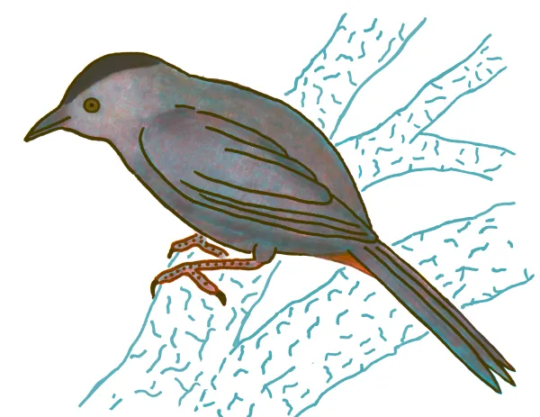 Gray Catbird