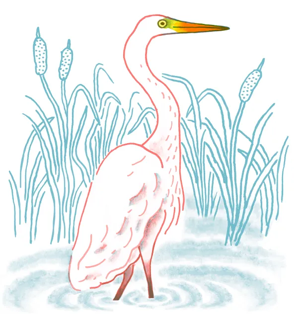 Great Egret
