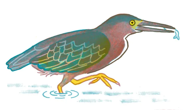 Green Heron