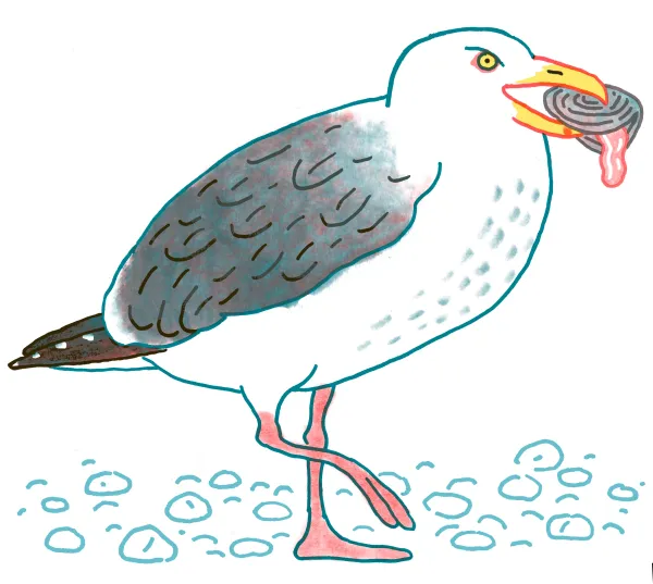 Herring Gull