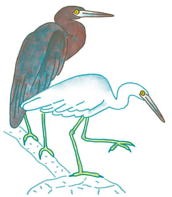 Little Blue Heron