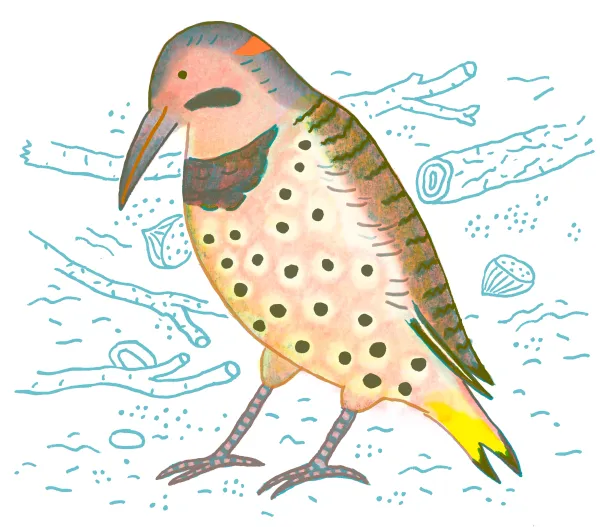 Northern Flicker